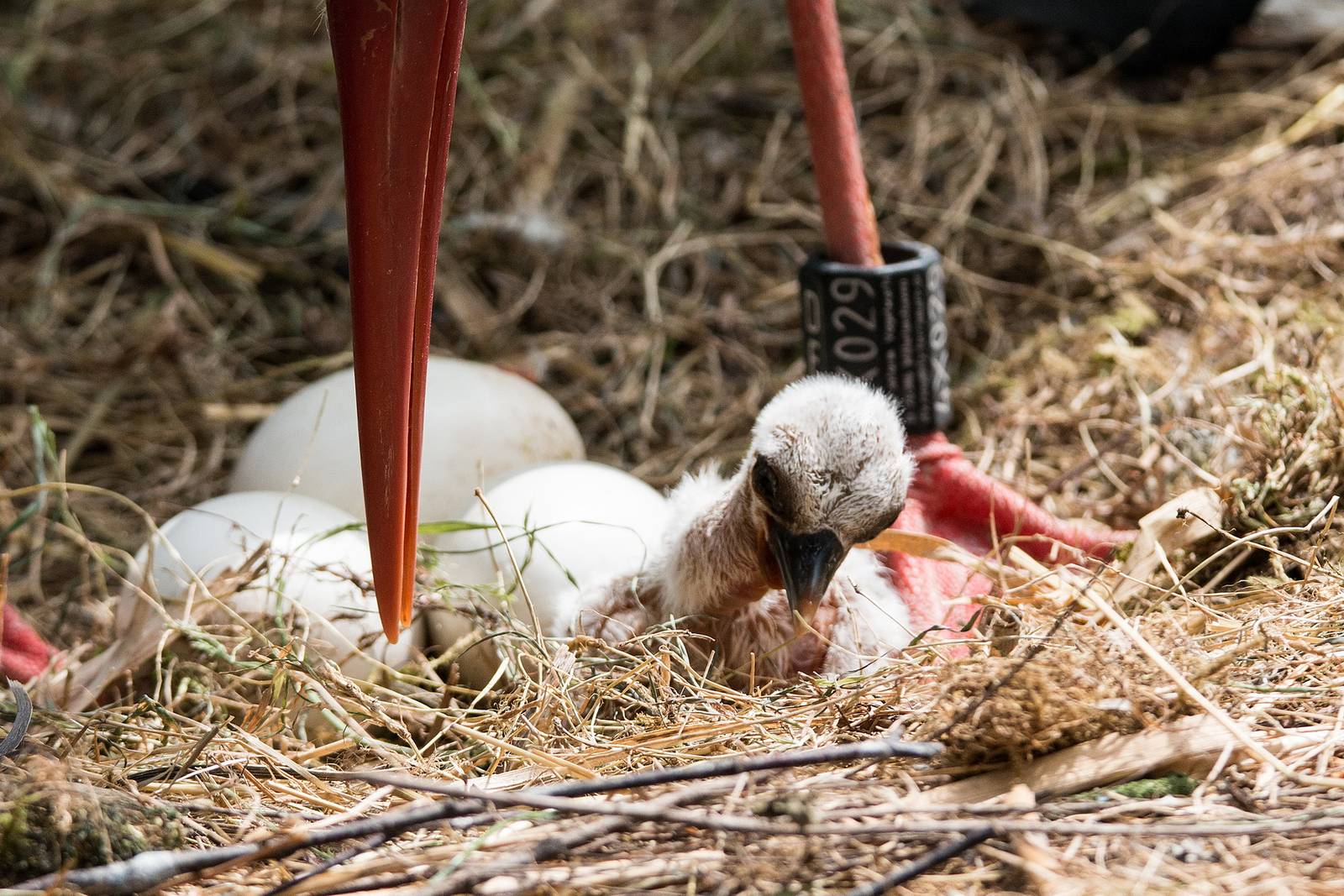 Reichlich Nachwuchs im Vogelpark Heiligenkirchen - Fotos: H. Meierjohann - In den letzten Tagen und Wochen gab es zahlreichen Nachwuchs im Vogelpark. Neben vielen anderen, halten vor allem die jungen Präriehunde und Störche ihre Eltern auf Trab. - So langsam füllt sich die Kinderstube des Vogelparks Heiligenkirchen. Neben Elsterwürgern, Goldfasanen und den Störchen, um nur einige gefiederte Eltern zu nennen, haben auch unsere Präriehunde Nachwuchs bekommen. Vor wenigen Wochen trauten sich die jungen Präriehunde das erste Mal aus dem schützenden Bau und genossen sichtlich das Sonnenlicht auf ihrem Fell.
Auch bei den Störchen herrscht reges Treiben im Nest. Gleich mehrere Jungtiere schlüpften unter dem wärmenden Gefieder der Mutter. Damit die Nestlingszeit, also die Zeit, in der die Eltern die Jungtiere im Nest umsorgen, unbeschadet überstanden wird, ist primär das Wetter von entscheidender Bedeutung. Gemäßigte Temperaturen und vor allem eine Zeit ohne langanhaltende Niederschläge ist nun wichtig.