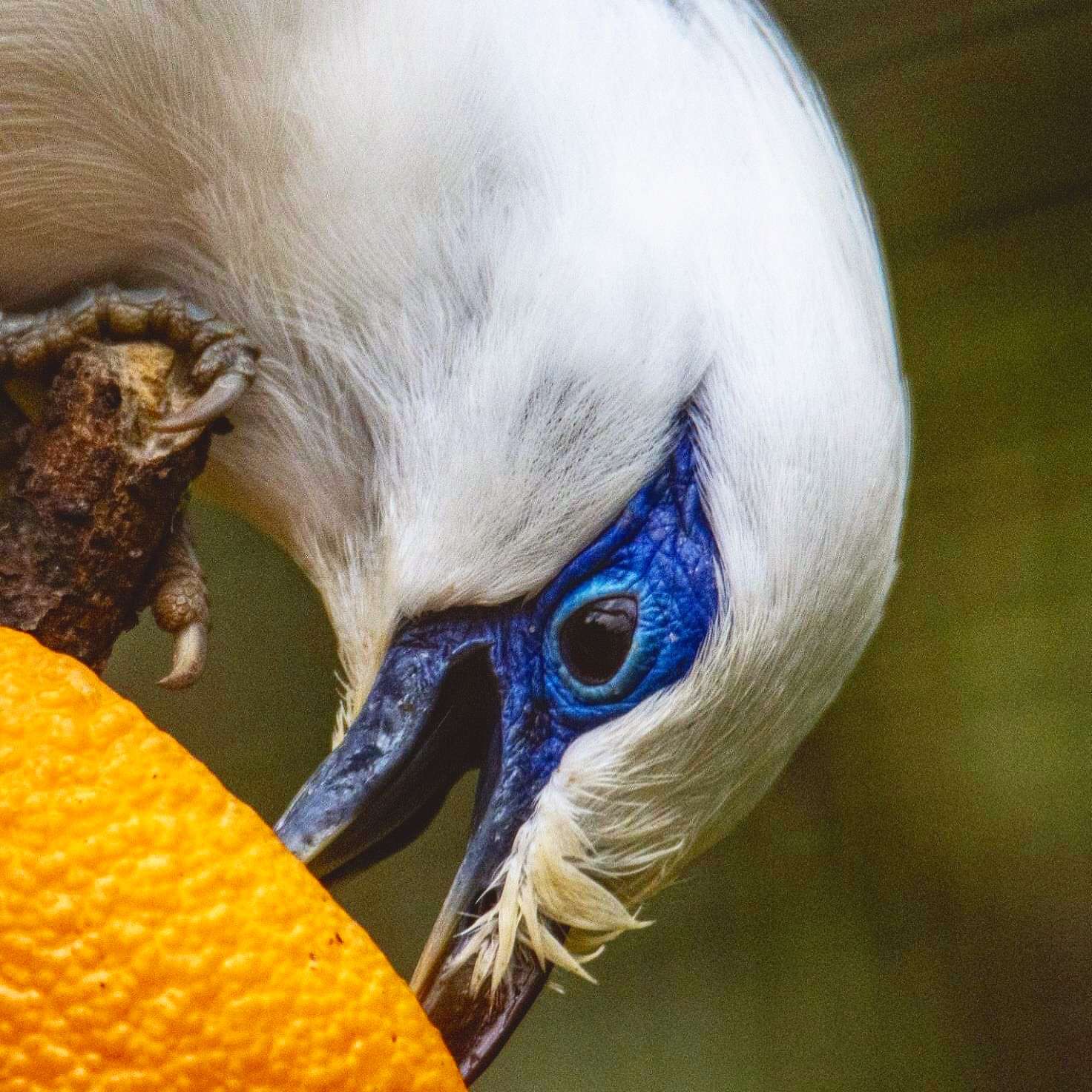 Europäische Erhaltungszucht für den globalen Artenschutz - Foto: H. Meierjohann - Balistare im Vogelpark Heiligenkirchen 