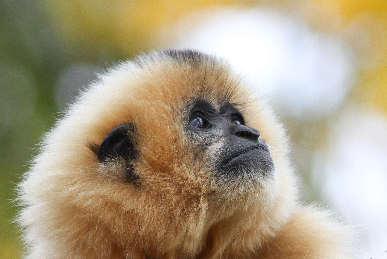Mütter werden getötet um Nachwuchs zu verkaufen   - Foto: Mark Dumont - Der Gibbon ist das „Zootier des Jahres 2019“