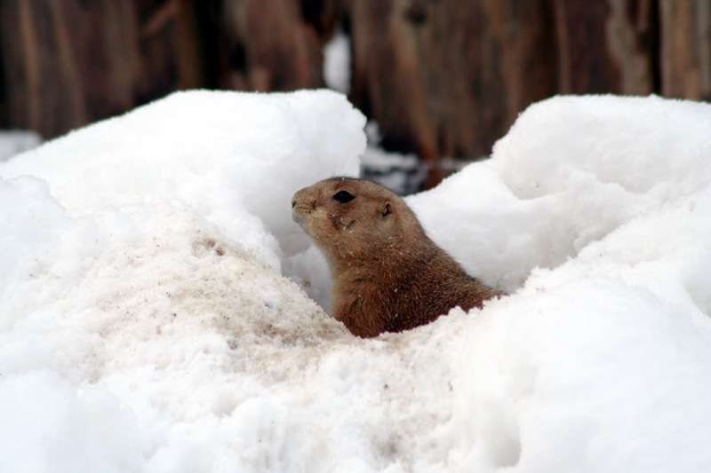 Winterschlaf? Langweilig! - Präriehund im Schnee
Präriehund im Schnee - Wie ihre nächsten Verwandten, die Murmeltiere, sollten auch Präriehunde eigentlich ihren Winterschlaf halten.