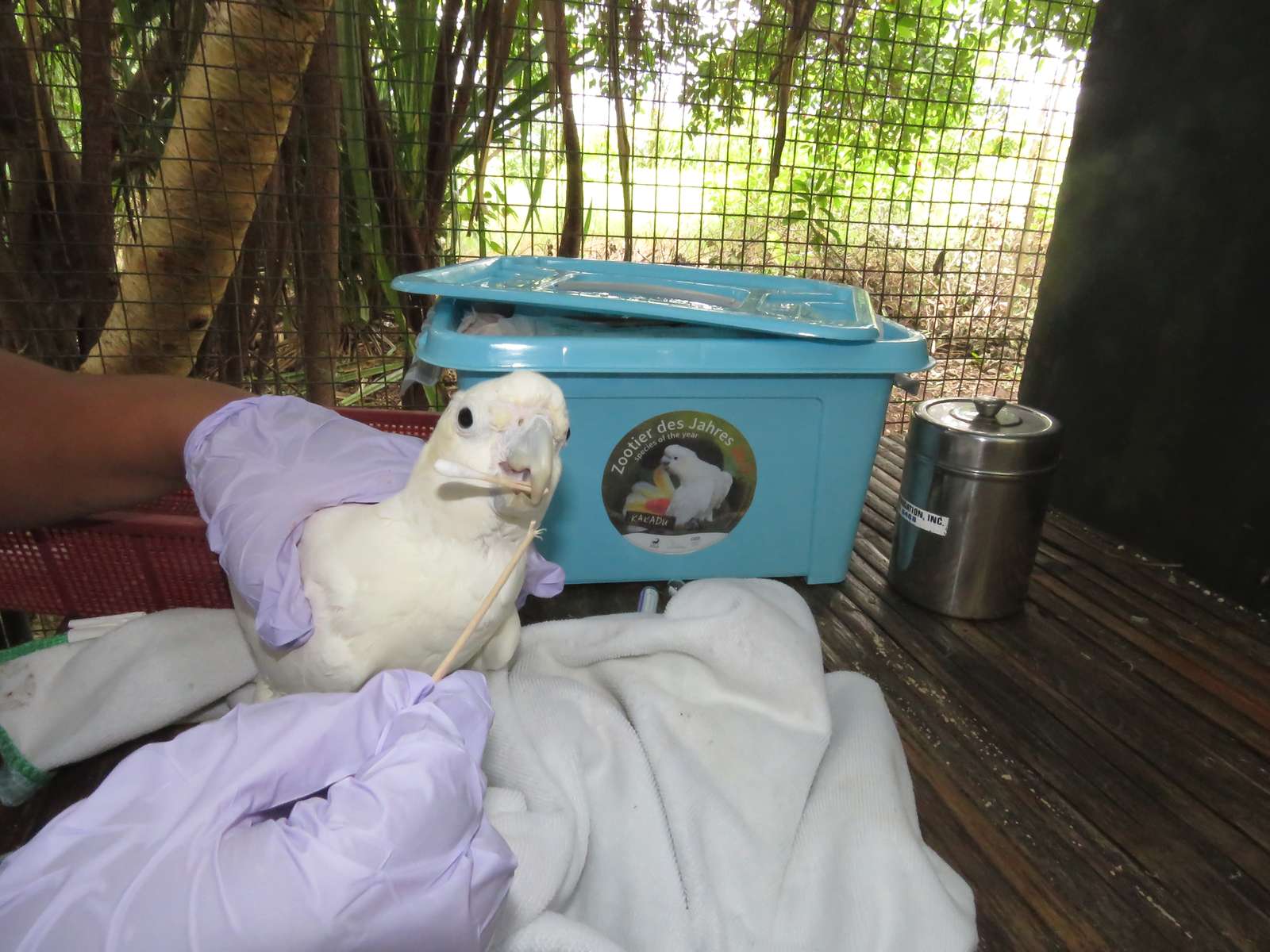 Der Kakadu ist „Zootier des Jahres 2017“  - Rettung von Kakadu Jungvögeln in der Katala Foundation auf den Philippinen unterstützt mit Materialien durch die Aktion „Zootier des Jahres 2017“
Aufkleber Zootier des Jahres
 - Der Vogelpark Heiligenkirchen unterstützt die Aktion, um auf die bedrohte Art
aufmerksam zu machen!