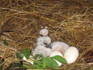 Storchenküken im Nest