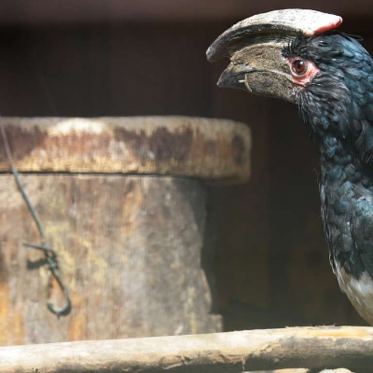 Bei uns piepst’s! - Trompeterhornvogel vor Bruthöhle - Bei unseren Trompeterhornvögeln und Deckens Tokos piepst es aus den Bruthöhlen, ein sicheres Zeichen für Nachwuchs!